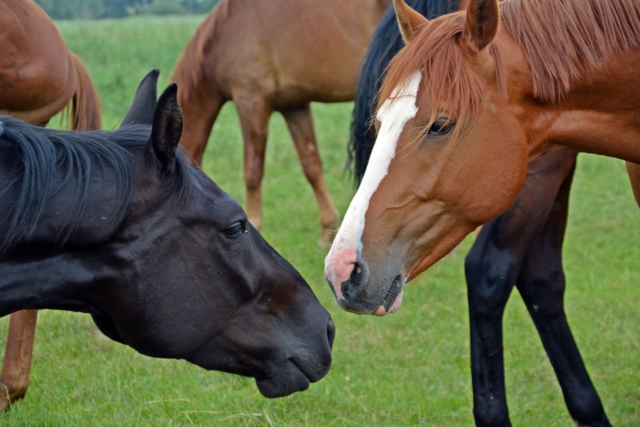 Dlaczego staranna i regularna pielęgnacja koni jest ważna?