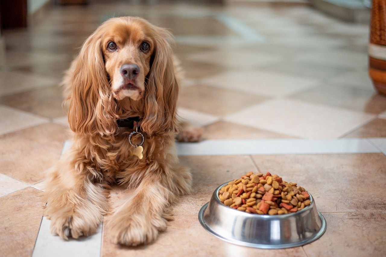 Jak nauczyć psa jedzenia suchej karmy?